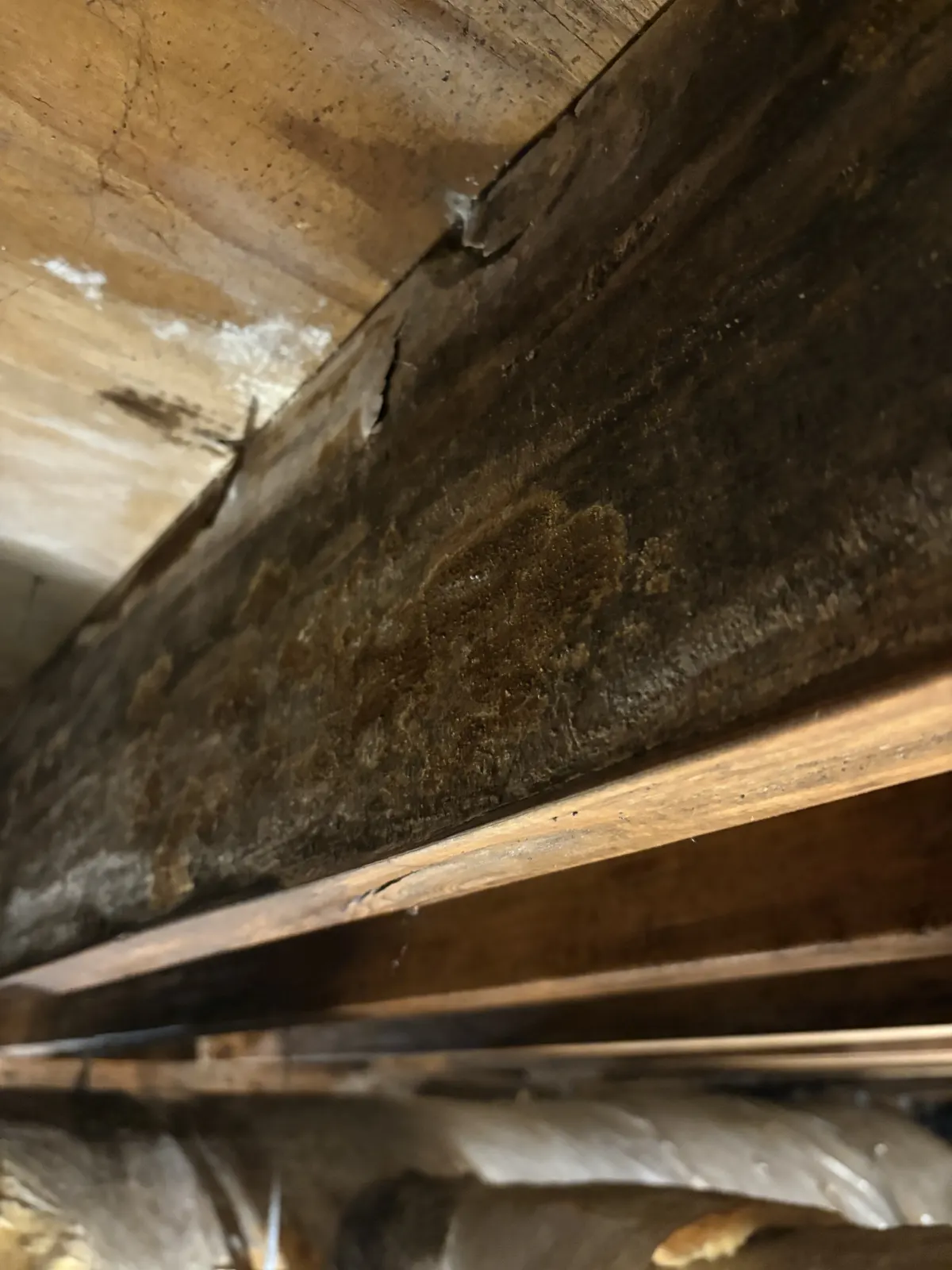 Mold growth on crawl space floor joist before remediation — Lebanon, TN